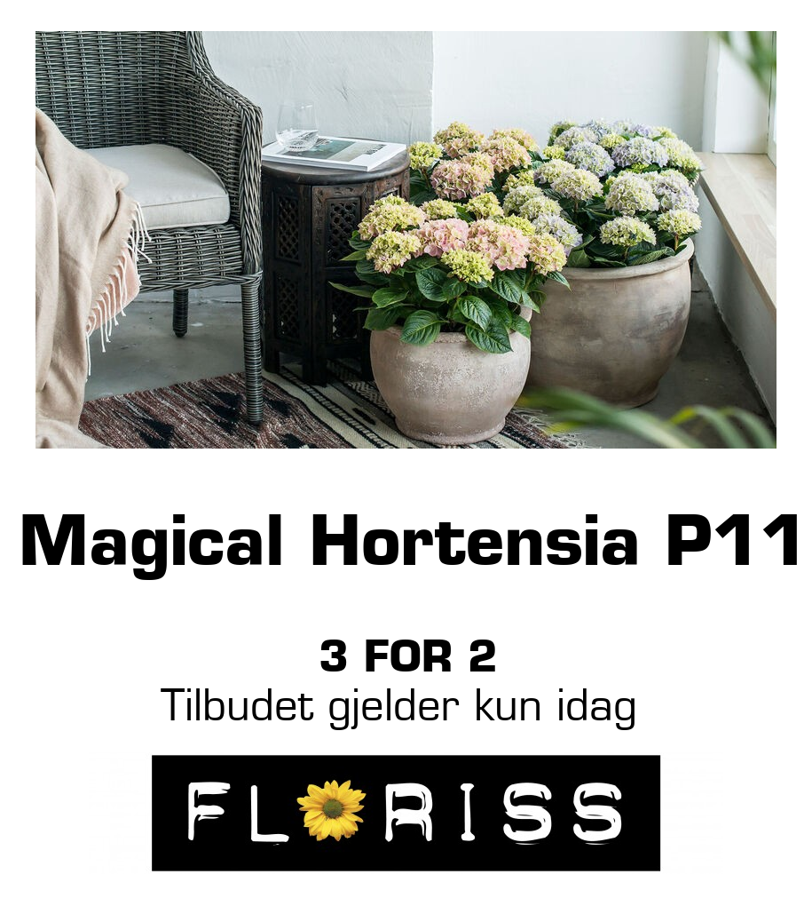 Floriss: Magical Hortensia P11 3 for 2 Tilbudet gjelder kun idag