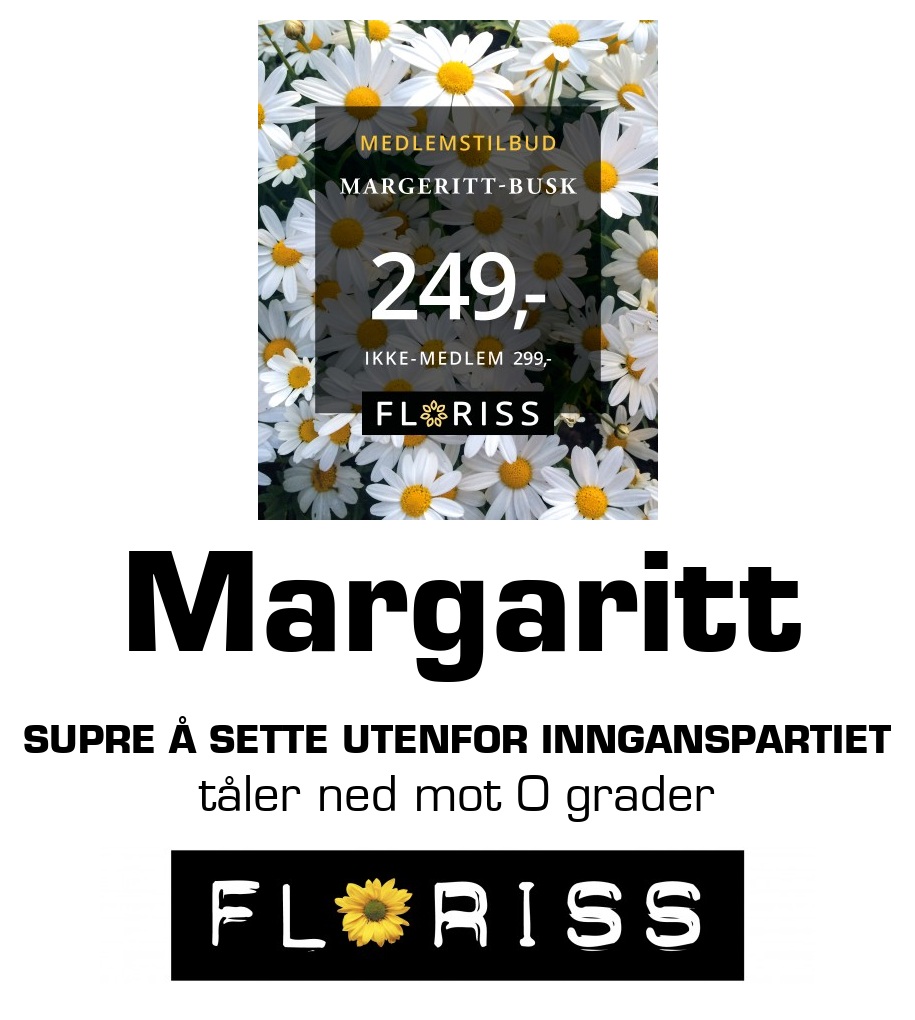 Floriss: Margaritt supre å sette utenfor innganspartiet tåler ned mot 0 grader