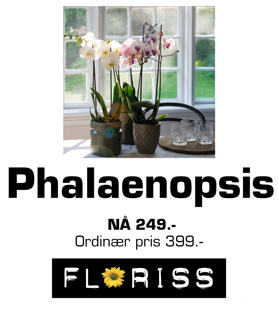 Floriss: Phalaenopsis Nå 249.- Ordinær pris 399.-