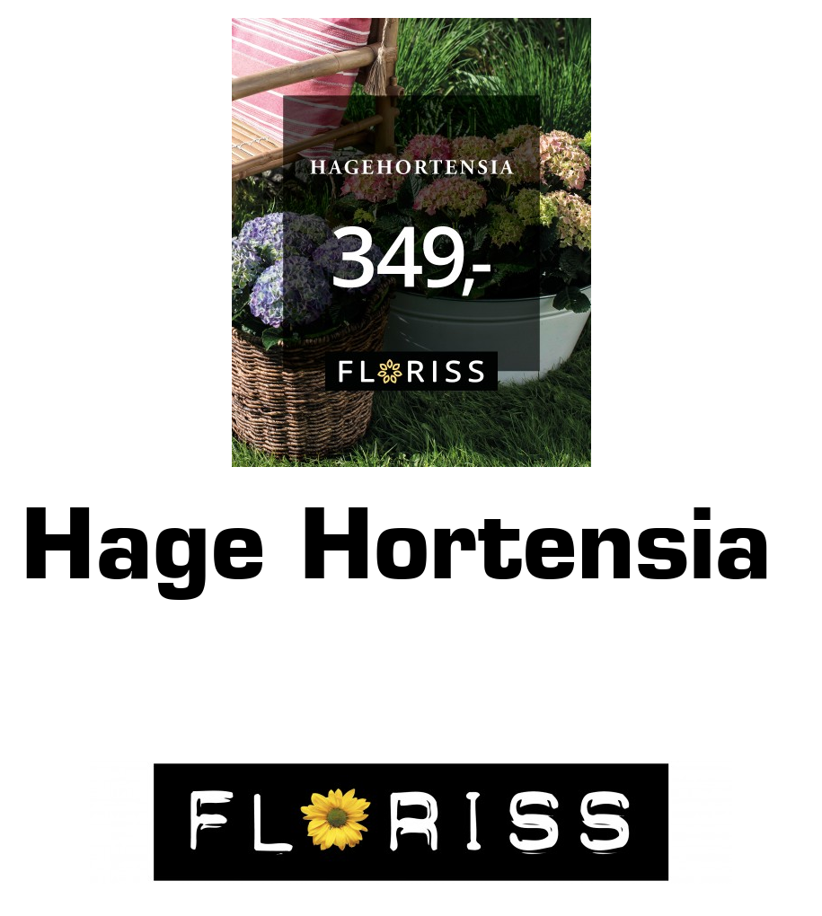 Floriss: Hage Hortensia
