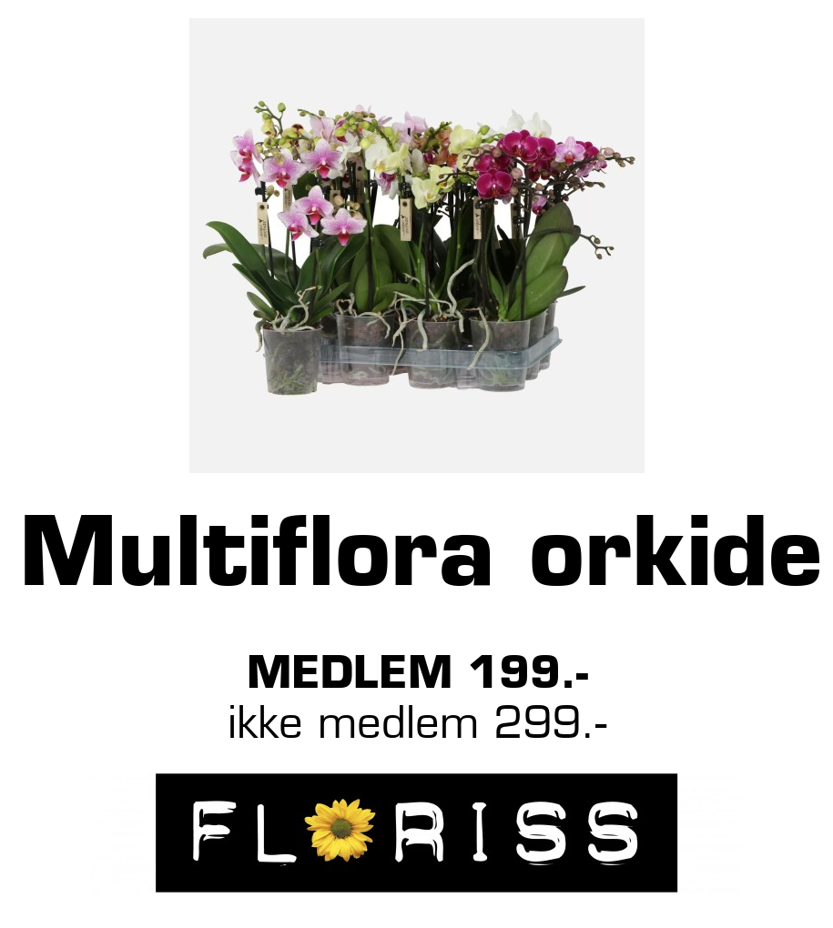 Floriss: Multiflora orkide medlem 199.- ikke medlem 299.-