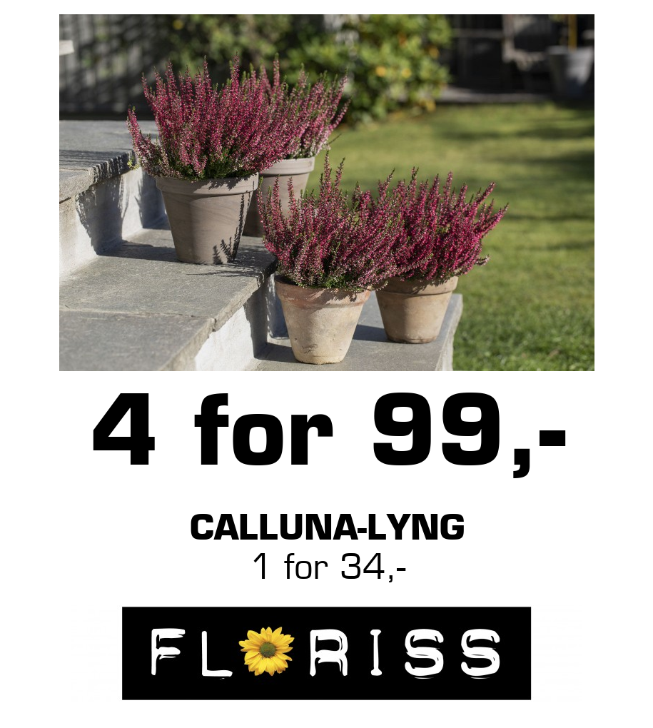 Floriss: 4 for 99,- Calluna-lyng 1 for 34,-