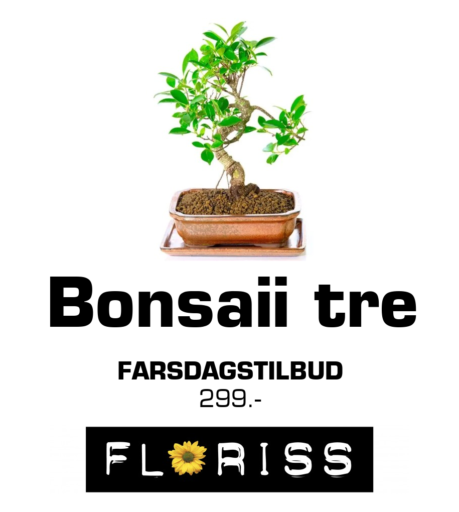 Floriss: Bonsaii tre Farsdagstilbud 299.-
