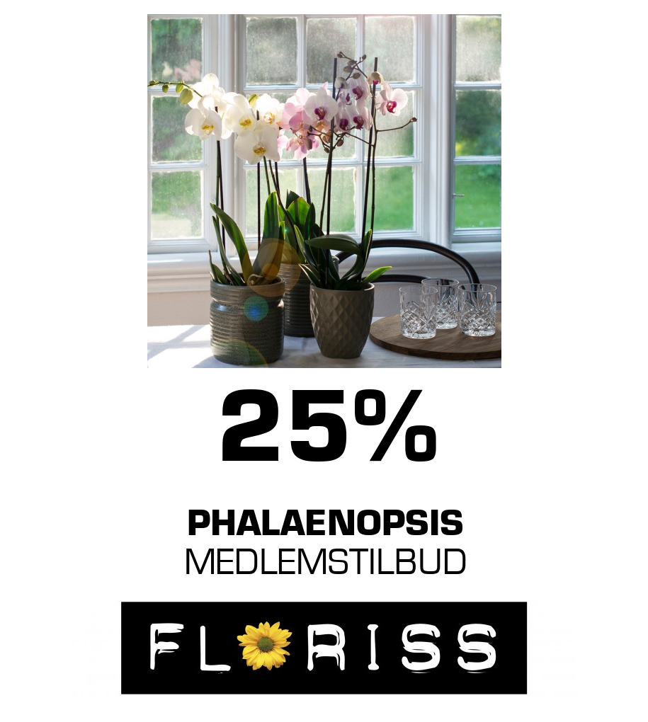 Floriss: 25% pHALAENOPSIS MEDLEMSTILBUD