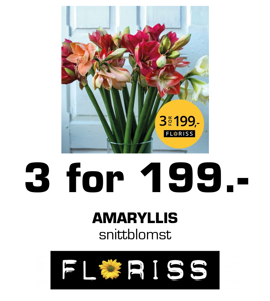 Floriss: 3 for 199.- amaryllis snittblomst