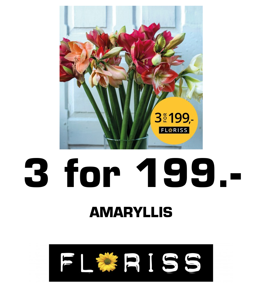 Floriss: 3 for 199.- Amaryllis