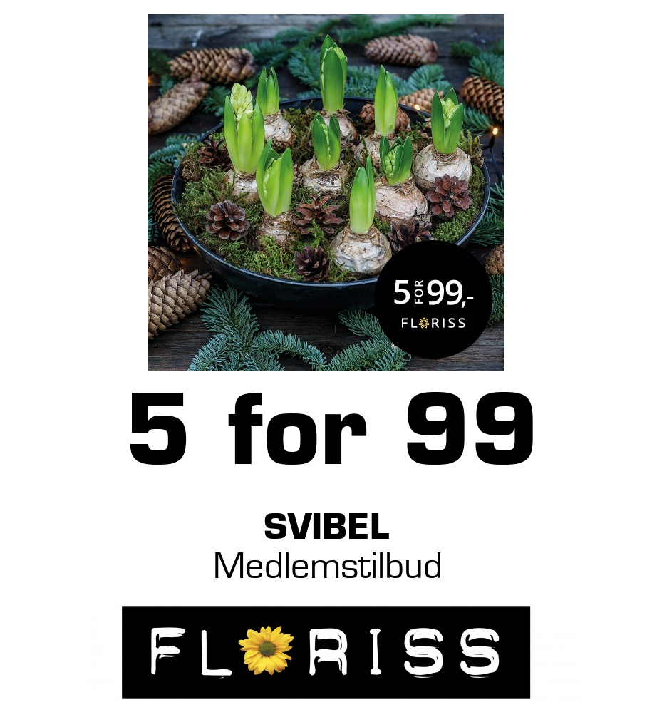 Floriss: 5 for 99 Svibel Medlemstilbud