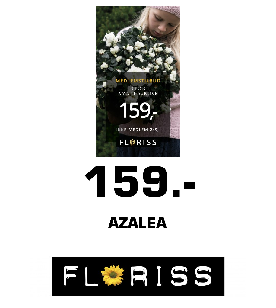 Floriss: 159.- Azalea