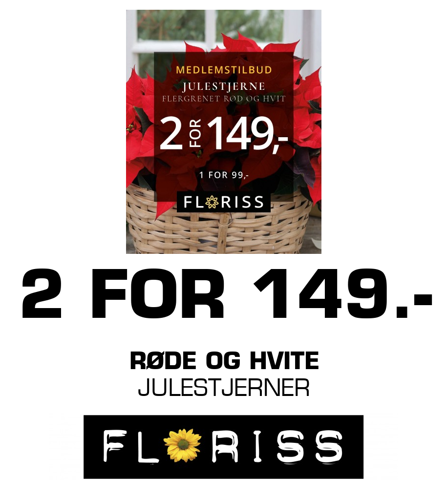 Floriss: 2 FOR 149.- rØDE OG HVITE JULESTJERNER