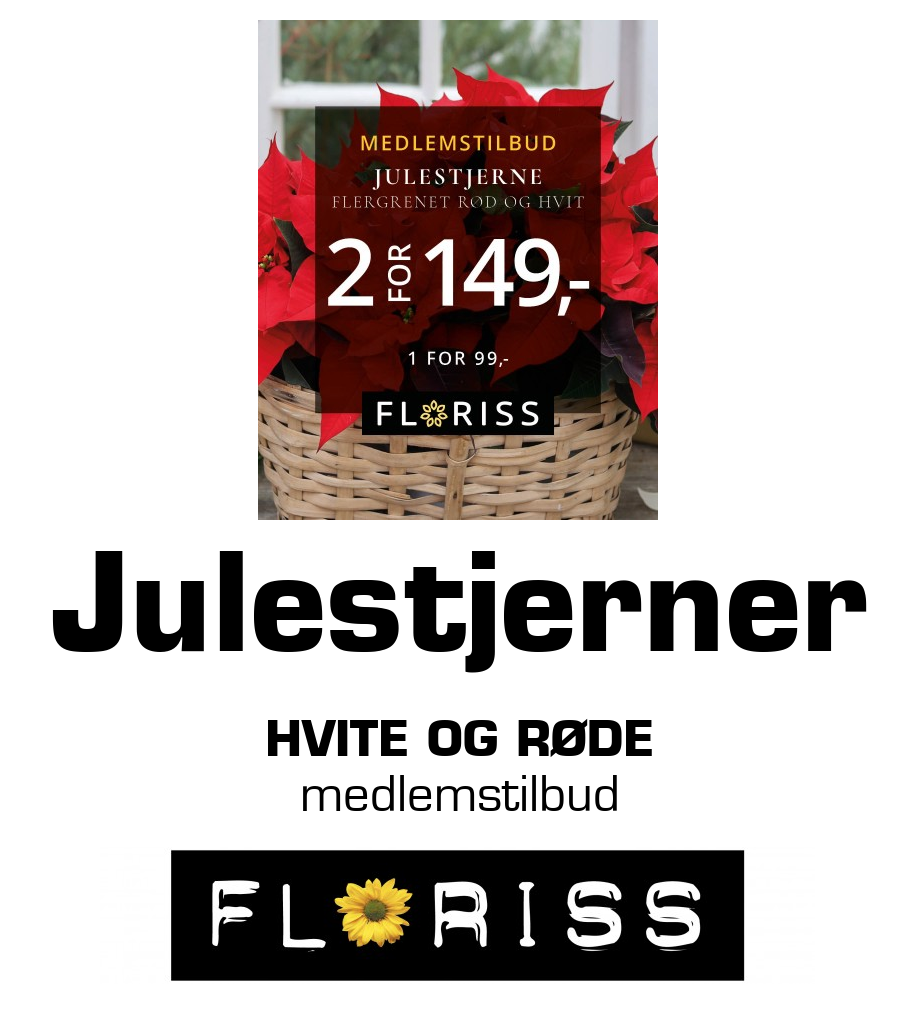 Floriss: Julestjerner hvite og røde medlemstilbud
