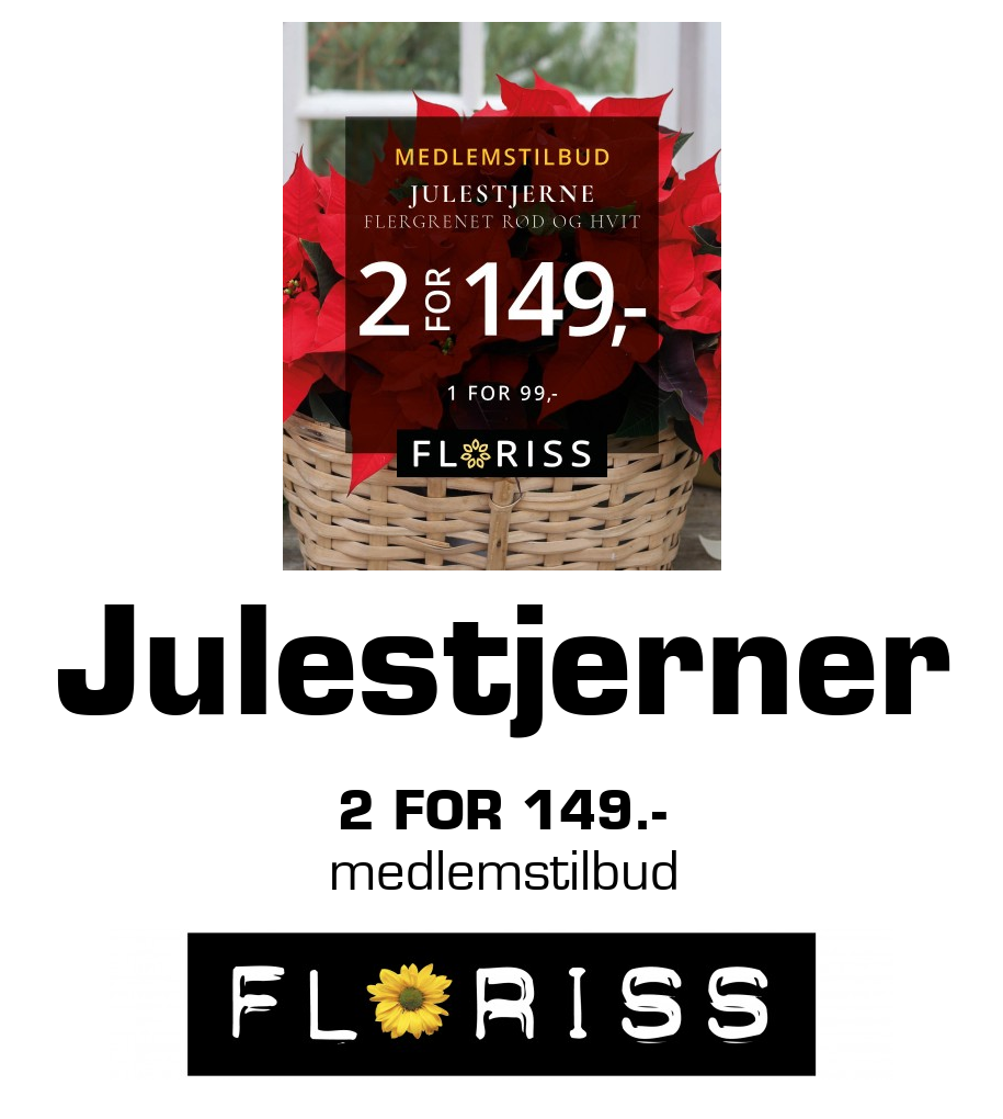 Floriss: Julestjerner 2 for 149.- medlemstilbud