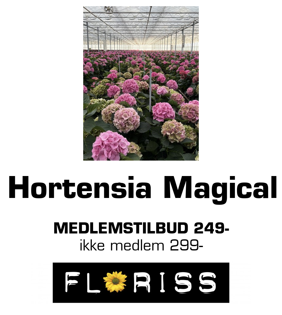 Floriss: Hortensia Magical medlemstilbud 249- ikke medlem 299-