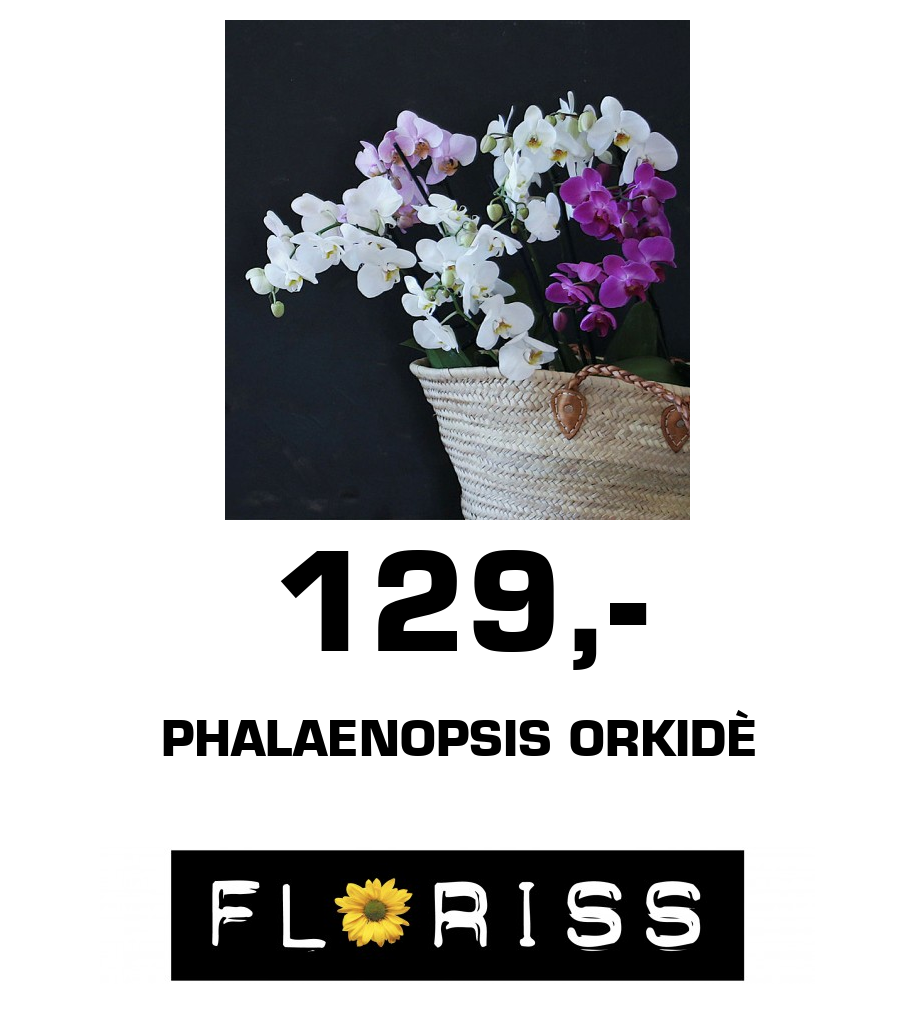 Floriss: 129,- phalaenopsis orkidè