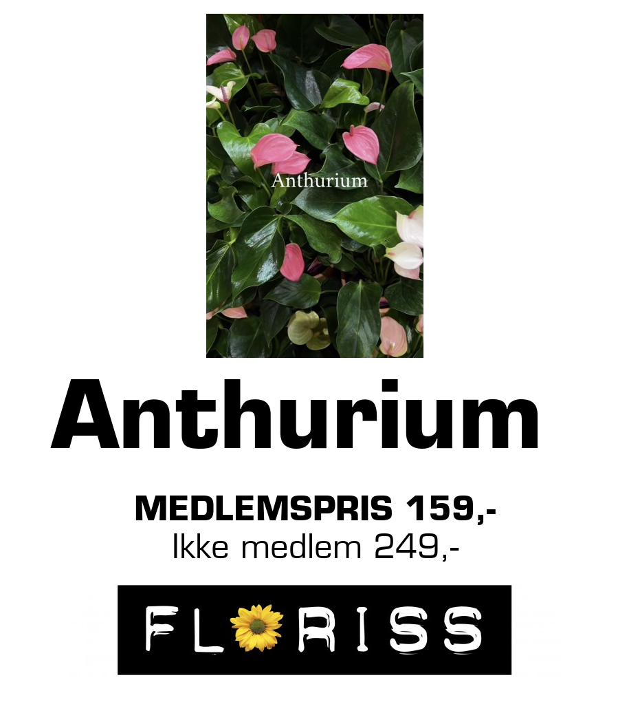 Floriss: Anthurium Medlemspris 159,- Ikke medlem 249,-