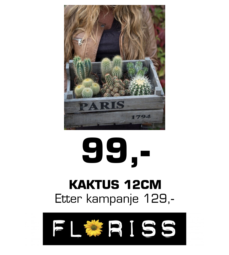 Floriss: 99,- kaktus 12cm Etter kampanje 129,-