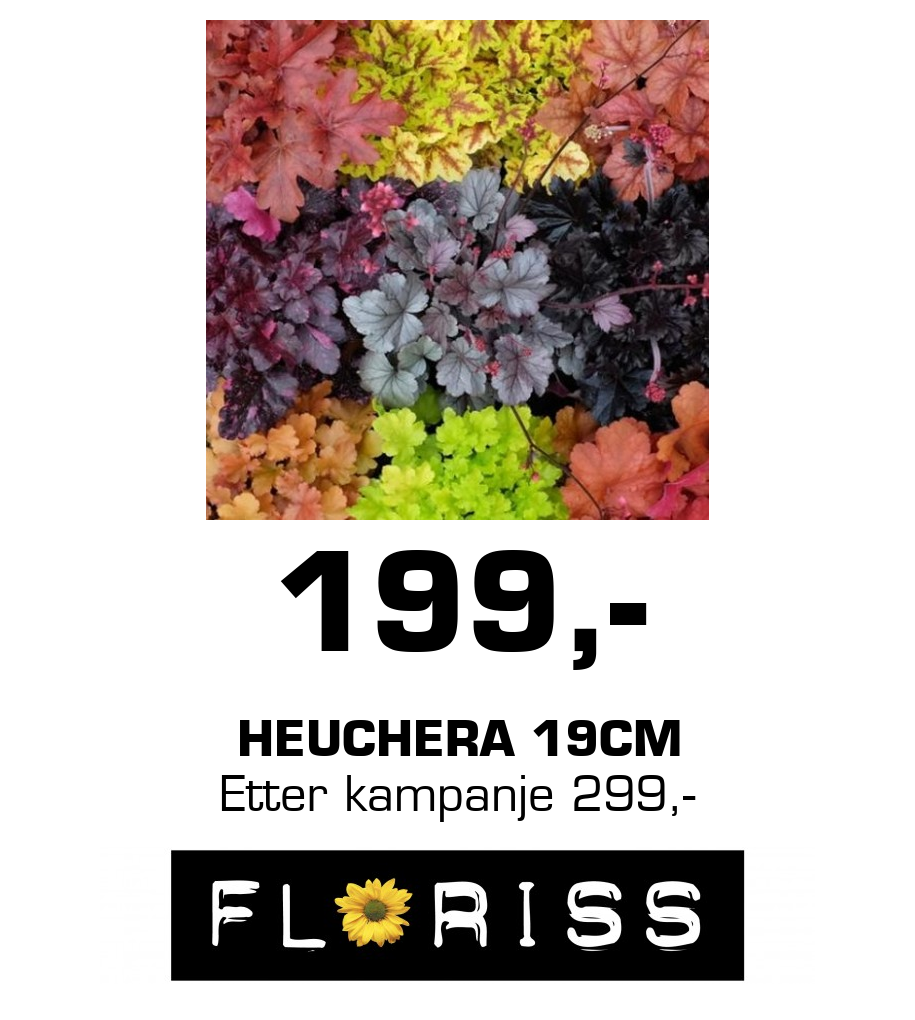 Floriss: 199,- Heuchera 19cm Etter kampanje 299,-