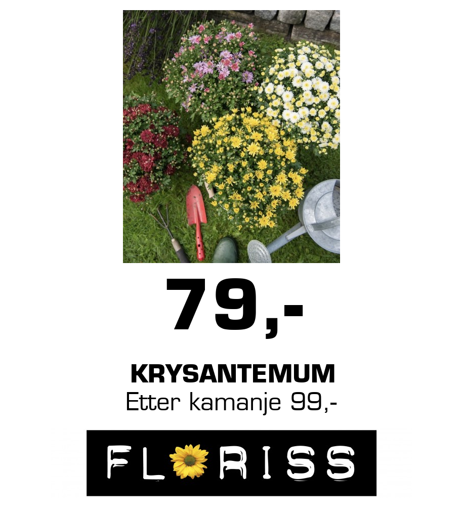Floriss: 79,- Krysantemum Etter kamanje 99,-