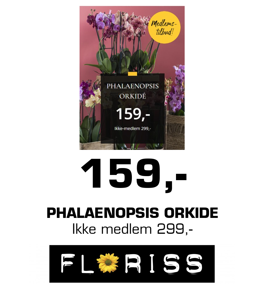 Floriss: 159,- Phalaenopsis Orkide Ikke medlem 299,-