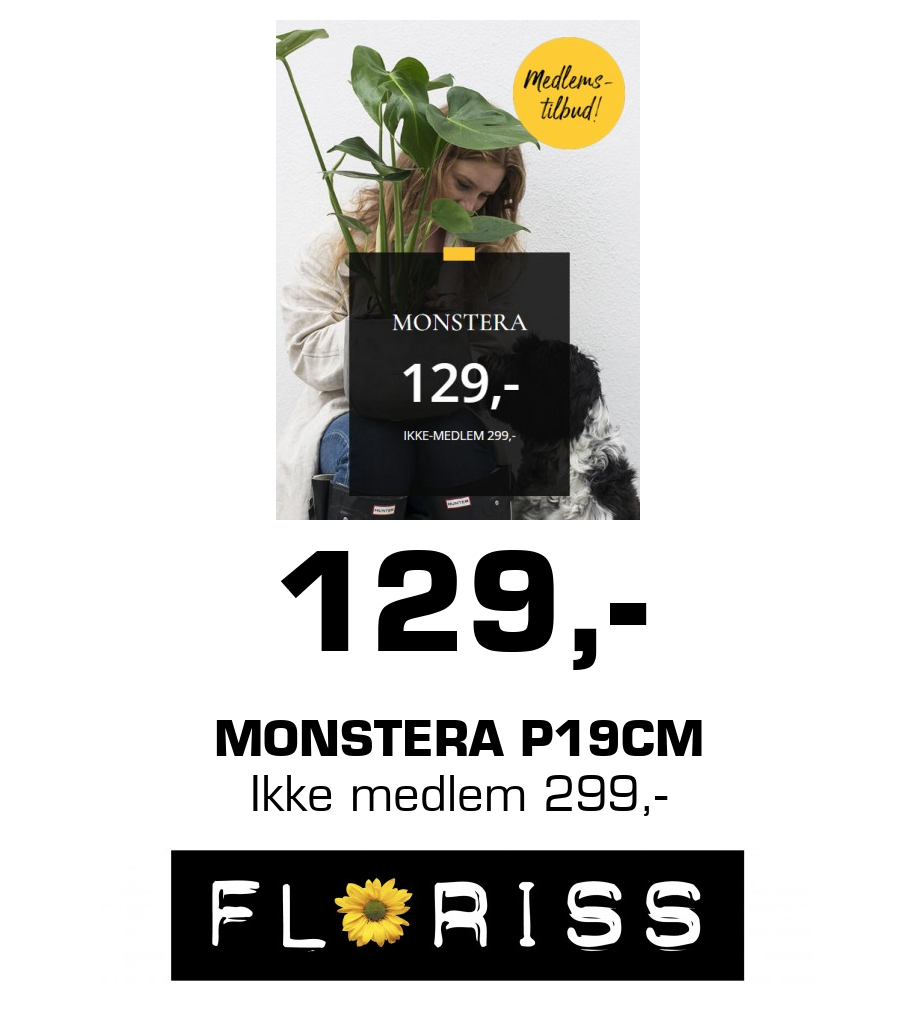 Floriss: 129,- MONSTERA p19cm Ikke medlem 299,-