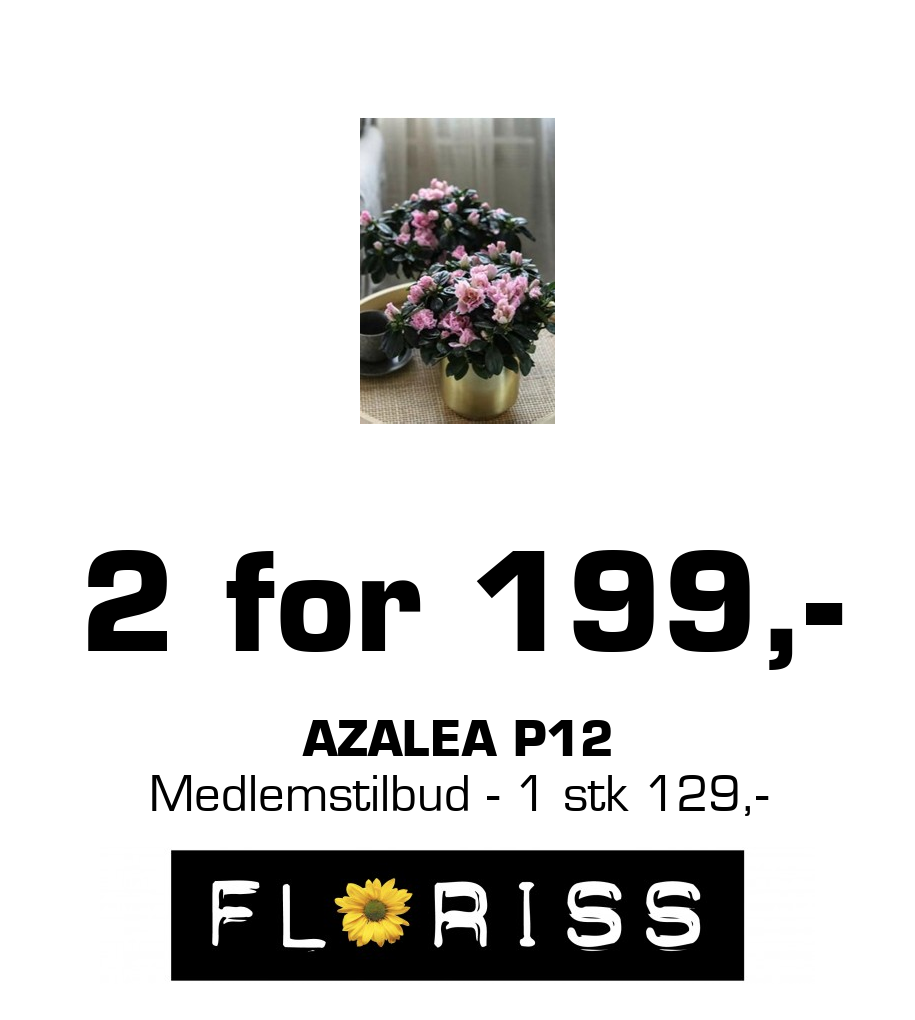 Floriss: 2 for 199,- Azalea p12 Medlemstilbud - 1 stk 129,-